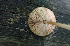 Pluteus phlebophorus