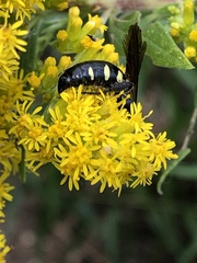 Myzinum obscurum