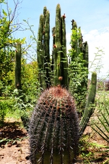 Ferocactus townsendianus