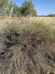 Baccharis sergiloides