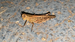 Shirakiacris shirakii