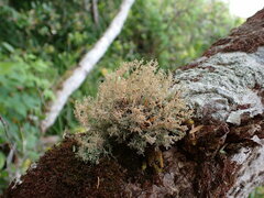 Sphaerophorus tuckermanii