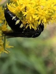 Myzinum obscurum