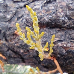 Arceuthobium divaricatum