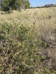 Baccharis sergiloides