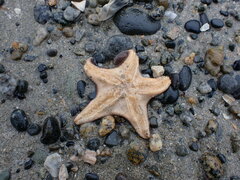 Dermasterias imbricata