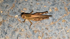 Shirakiacris shirakii