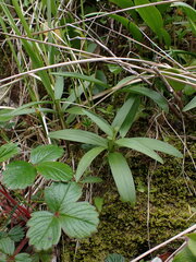 Fritillaria camschatcensis