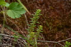 Sedum stenopetalum