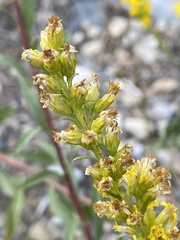 Solidago spathulata