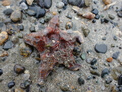 Dermasterias imbricata