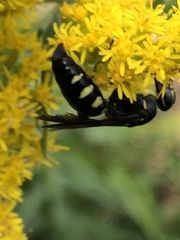 Myzinum obscurum