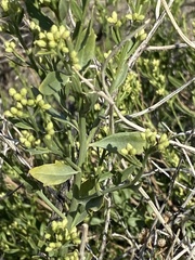 Baccharis sergiloides
