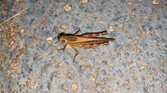 Shirakiacris shirakii