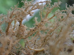 Sphaerophorus tuckermanii