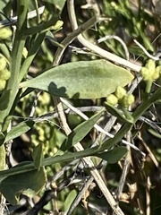 Baccharis sergiloides