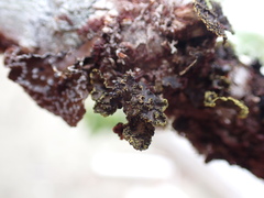 Pseudocyphellaria