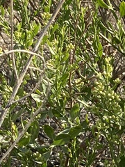 Baccharis sergiloides