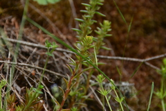 Sedum stenopetalum