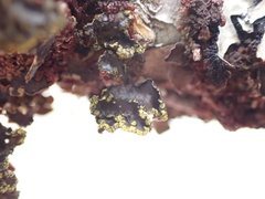 Pseudocyphellaria