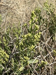 Baccharis sergiloides
