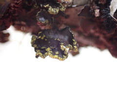 Pseudocyphellaria