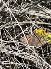 Erynnis tristis