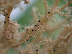 Opegrapha sphaerophoricola