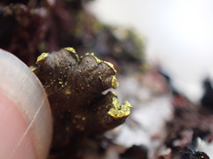 Pseudocyphellaria