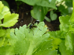Physocephala furcillata