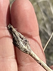 Neolasioptera lathami