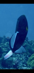 Melichthys vidua