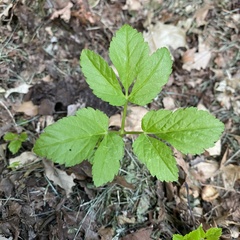 Aegopodium podagraria