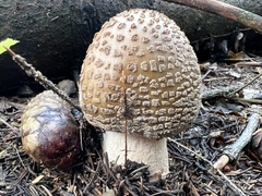 Amanita rubescens