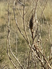 Neolasioptera lathami