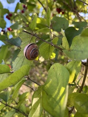 Cepaea