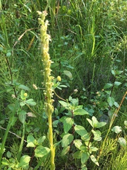 Platanthera huronensis