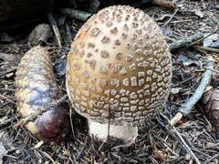 Amanita rubescens