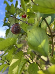 Cepaea