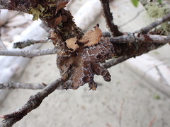 Lobaria anomala