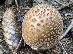 Amanita rubescens