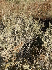 Atriplex lentiformis