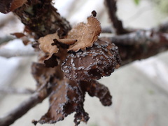 Lobaria anomala