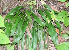 Carex fraseriana