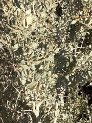 Atriplex lentiformis