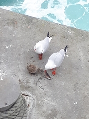 Chroicocephalus novaehollandiae novaehollandiae