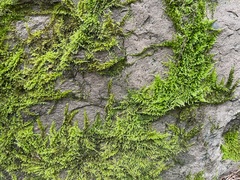 Homalothecium sericeum