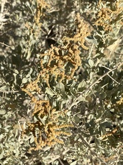 Atriplex lentiformis