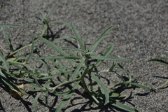 Lithospermum incisum