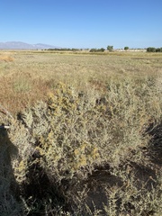 Atriplex lentiformis